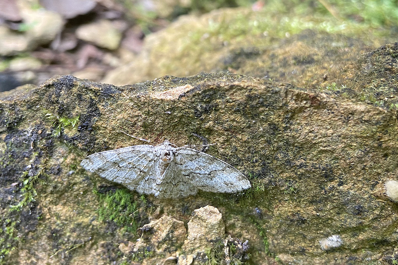 Geometridae? Hypomecis punctinalis da confermare